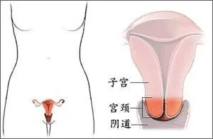 婦科凝膠生產(chǎn)廠家
